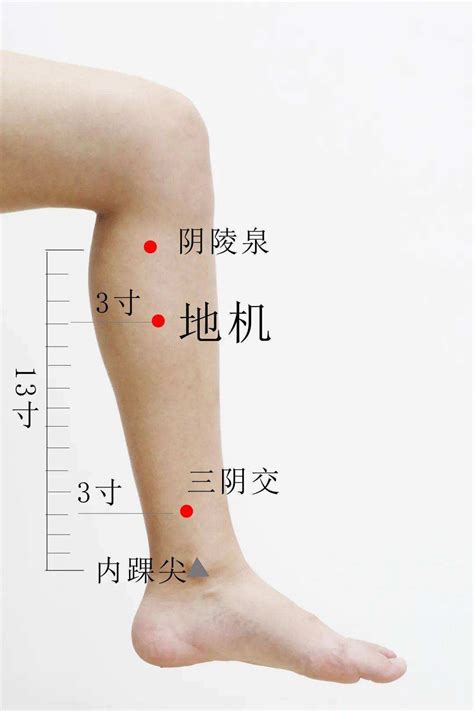 地基穴位置|地機穴:名稱釋義,功能作用,治法,定位,解剖,主治,操作,臨床運用,操。